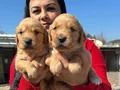 Bursa Osmangazi’de Sosyal Kelebek Baby Face Golden Yavruları