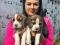 Maskeli Yüz Hatlarıyla Dikkat Çeken Safkan Beagle Yavruları