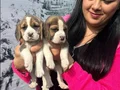 Maskeli Yüz Hatlarıyla Dikkat Çeken Safkan Beagle Yavruları