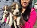 Maskeli Yüz Hatlarıyla Dikkat Çeken Safkan Beagle Yavruları