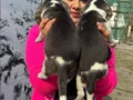 Maskeli Yüz Hatlarıyla Dikkat Çeken Safkan Beagle Yavruları