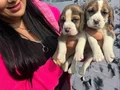 Maskeli Yüz Hatlarıyla Dikkat Çeken Safkan Beagle Yavruları