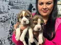 Maskeli Yüz Hatlarıyla Dikkat Çeken Safkan Beagle Yavruları