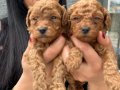 Ufacık Red Brown Poodle Yavrularım