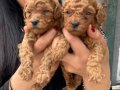 Ufacık Red Brown Poodle Yavrularım