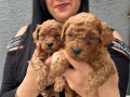 Ufacık Red Brown Poodle Yavrularım