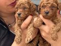Ufacık Red Brown Poodle Yavrularım