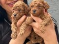 Ufacık Red Brown Poodle Yavrularım