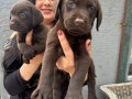 Mükemmel Safkan Çikolata Labrador Yavrularım 