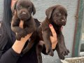 Mükemmel Safkan Çikolata Labrador Yavrularım 