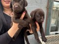 Mükemmel Safkan Çikolata Labrador Yavrularım 