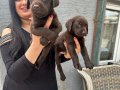 Mükemmel Safkan Çikolata Labrador Yavrularım 