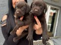 Mükemmel Safkan Çikolata Labrador Yavrularım 