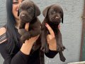 Mükemmel Safkan Çikolata Labrador Yavrularım 
