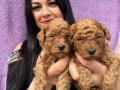 Miniature Poodle Yavrularımız