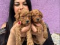 Miniature Poodle Yavrularımız