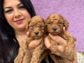 Miniature Poodle Yavrularımız