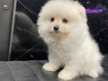 Miniature pomernian boo yavrularımız