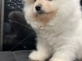 Miniature pomernian boo yavrularımız