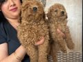 Kıvırcık Neşe  Poodle Yavruları