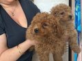 Kıvırcık Neşe  Poodle Yavruları