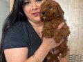 Red brown kilo garantili poodle yavrularım 