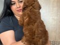 Red brown kilo garantili poodle yavrularım 