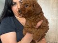 Red brown kilo garantili poodle yavrularım 