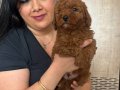Red brown kilo garantili poodle yavrularım 