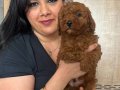 Red brown kilo garantili poodle yavrularım 