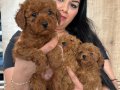 Red Brown Poodle Yavrularım