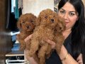 Red Brown Poodle Yavrularım