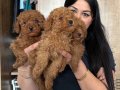 Red Brown Poodle Yavrularım