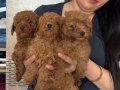 Red Brown Poodle Yavrularım