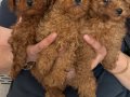 Red Brown Poodle Yavrularım