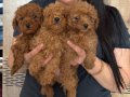 Red Brown Poodle Yavrularım