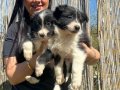 Zeka Küpü Border Collie Yavruları