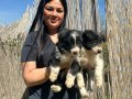 Zeka Küpü Border Collie Yavruları