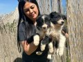 Zeka Küpü Border Collie Yavruları
