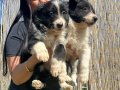 Zeka Küpü Border Collie Yavruları