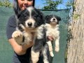 Zeka Küpü Border Collie Yavruları