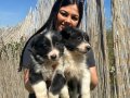 Zeka Küpü Border Collie Yavruları