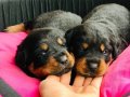Mükemmel safkan kocakafa rotweiler yavrularım