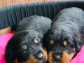 Mükemmel safkan kocakafa rotweiler yavrularım