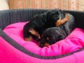Mükemmel safkan kocakafa rotweiler yavrularım