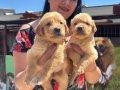 Babyface golden retriever yavrularım 
