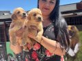 Babyface golden retriever yavrularım 