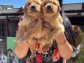 Babyface golden retriever yavrularım 