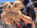 Babyface golden retriever yavrularım 