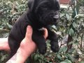 Cane corso yavrularım